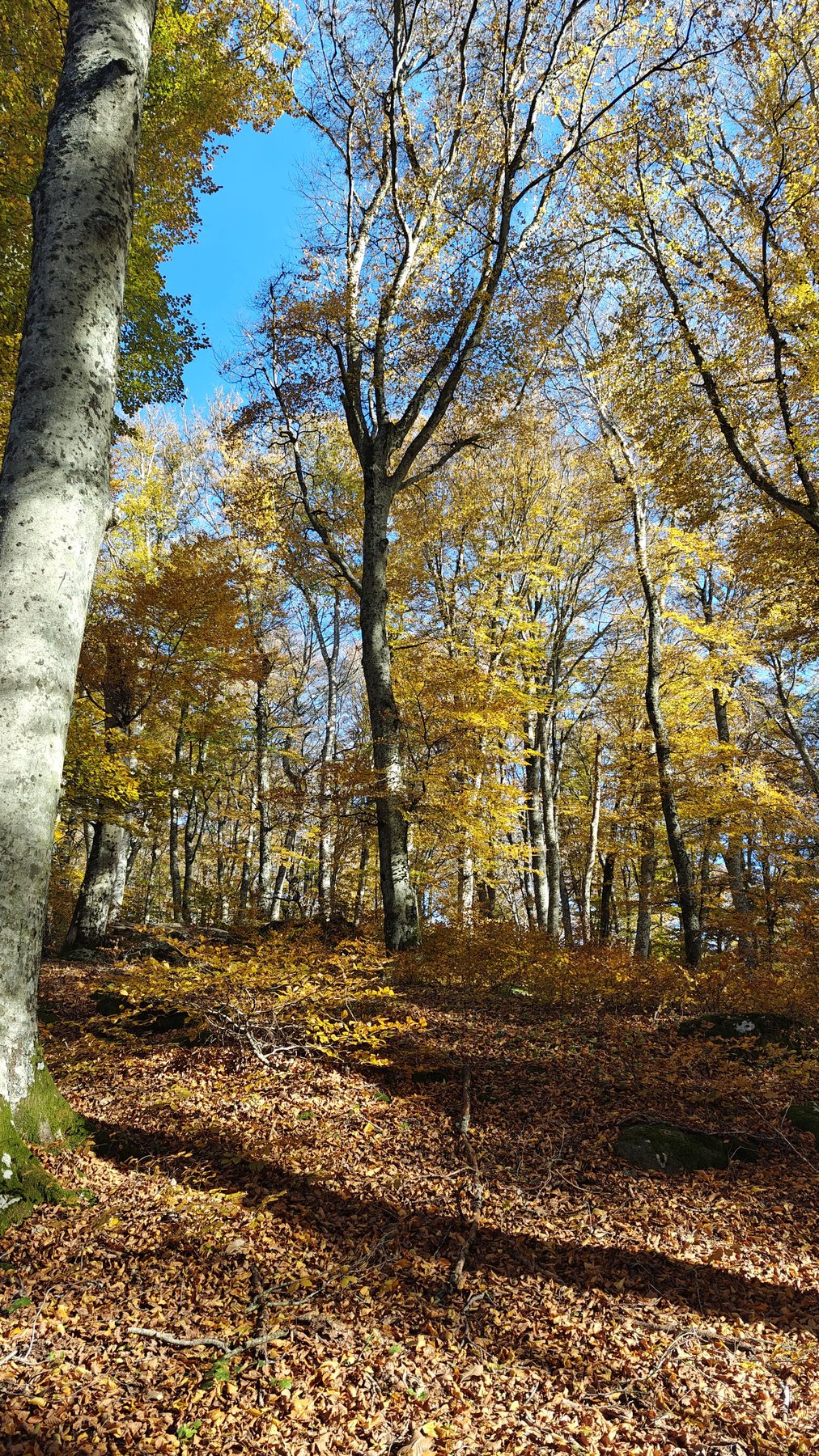 Faggi con le foglie gialle e arancioni d'autunno nella Faggeta del Monte Cimino