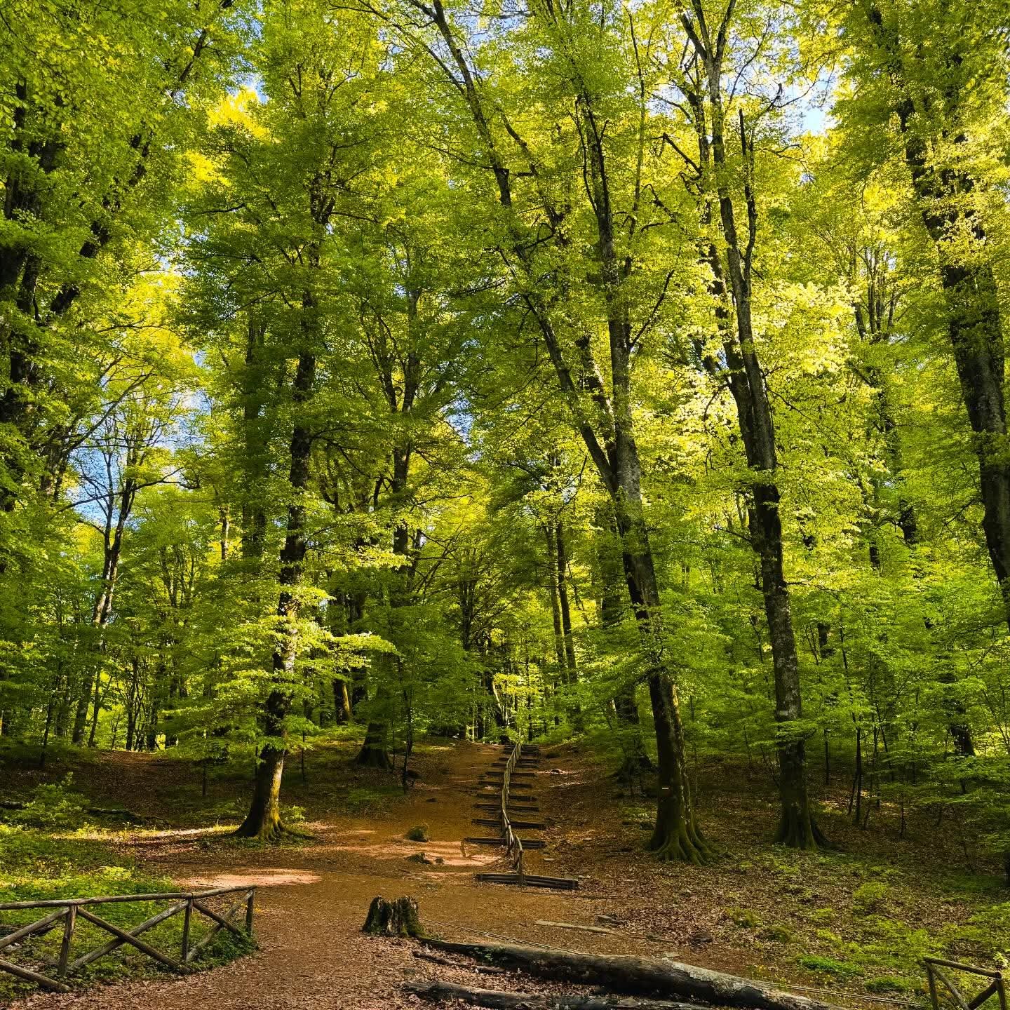 Sentiero con gradini in legno tra i faggi della Faggeta del Monte Cimino