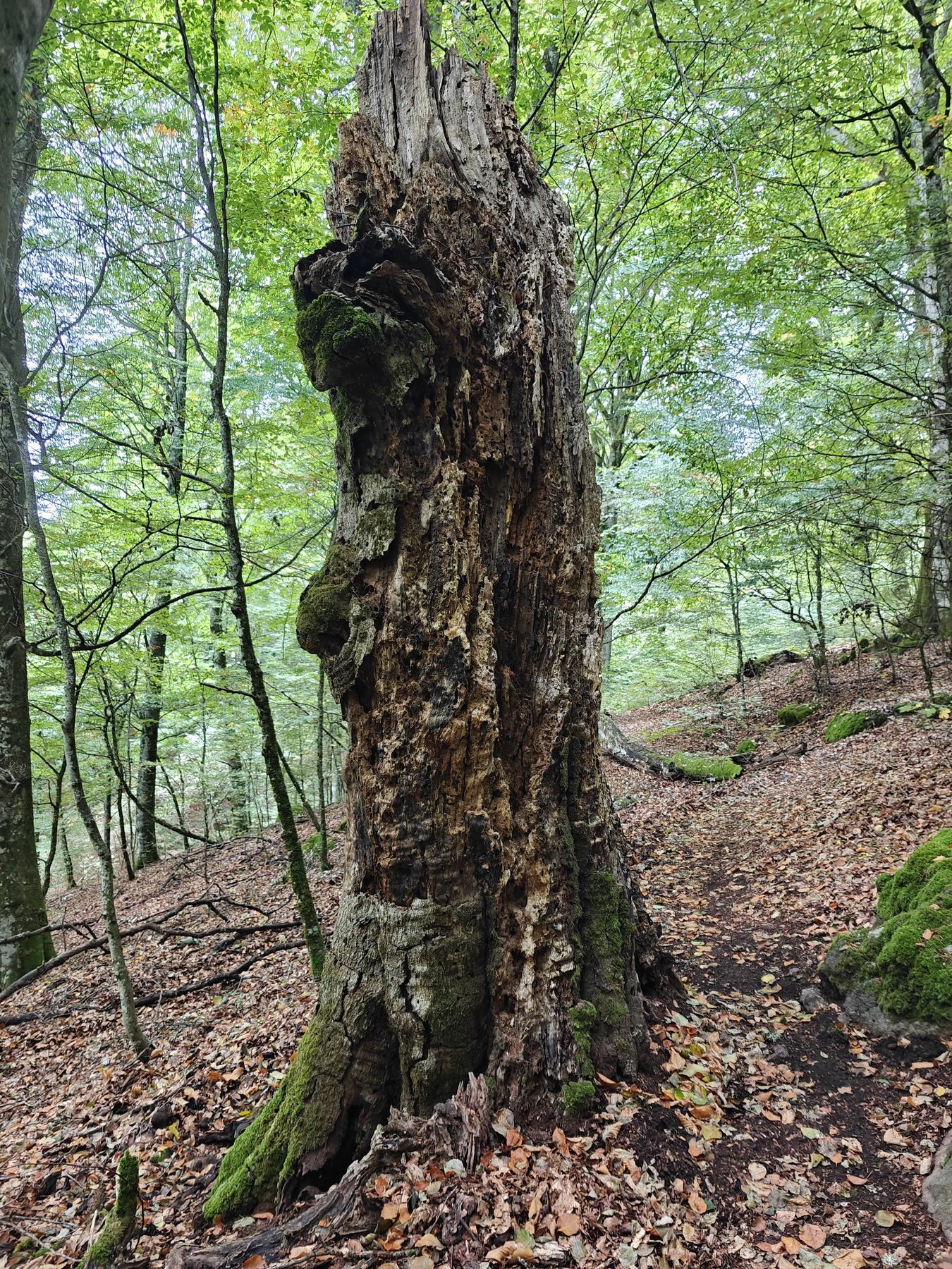 Tronco di un faggio morto rimasto in piedi, cavo e coperto di muschio, nella Faggeta del Monte Cimino