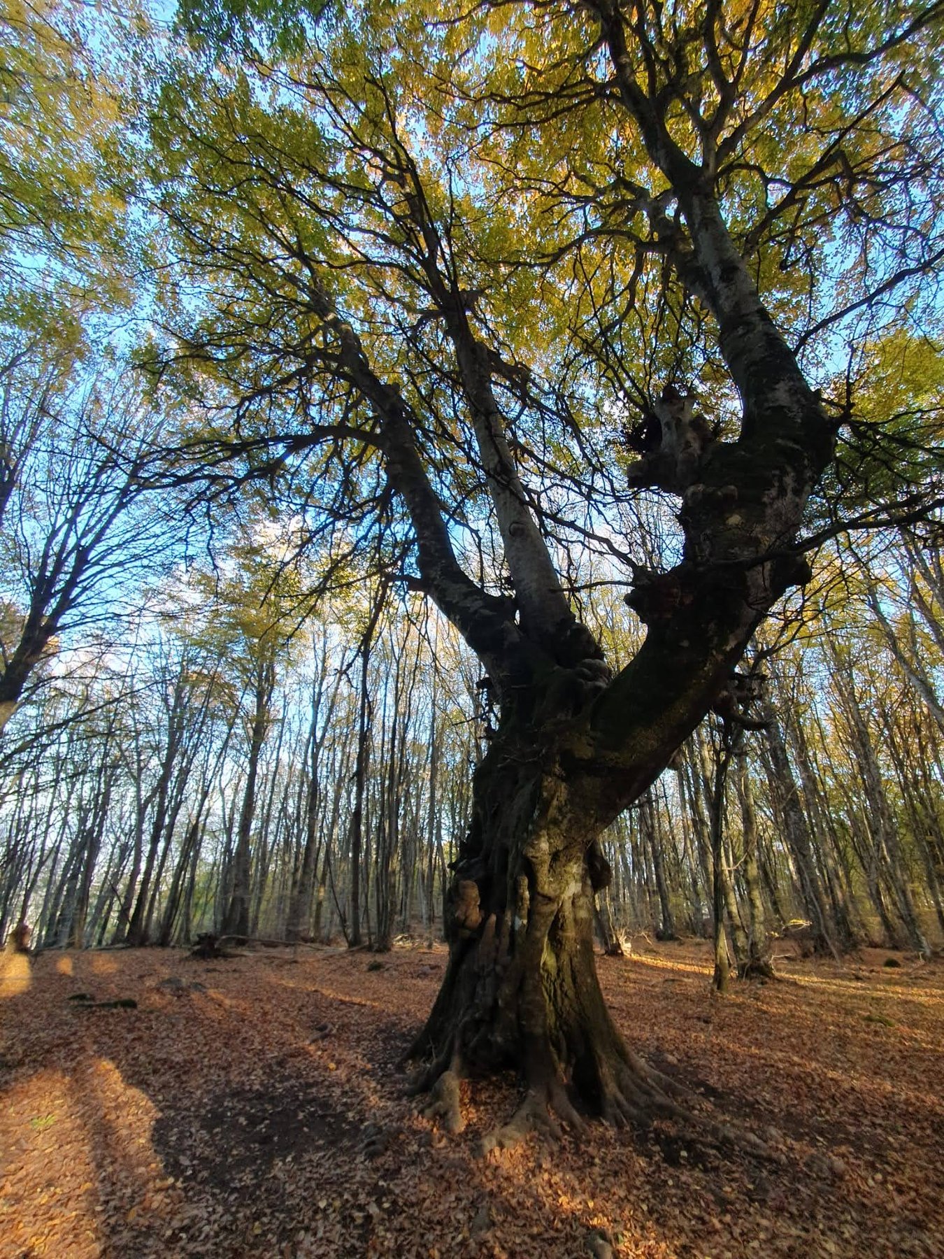 Il Faggio Secolare in autunno, con la chioma a candelabro