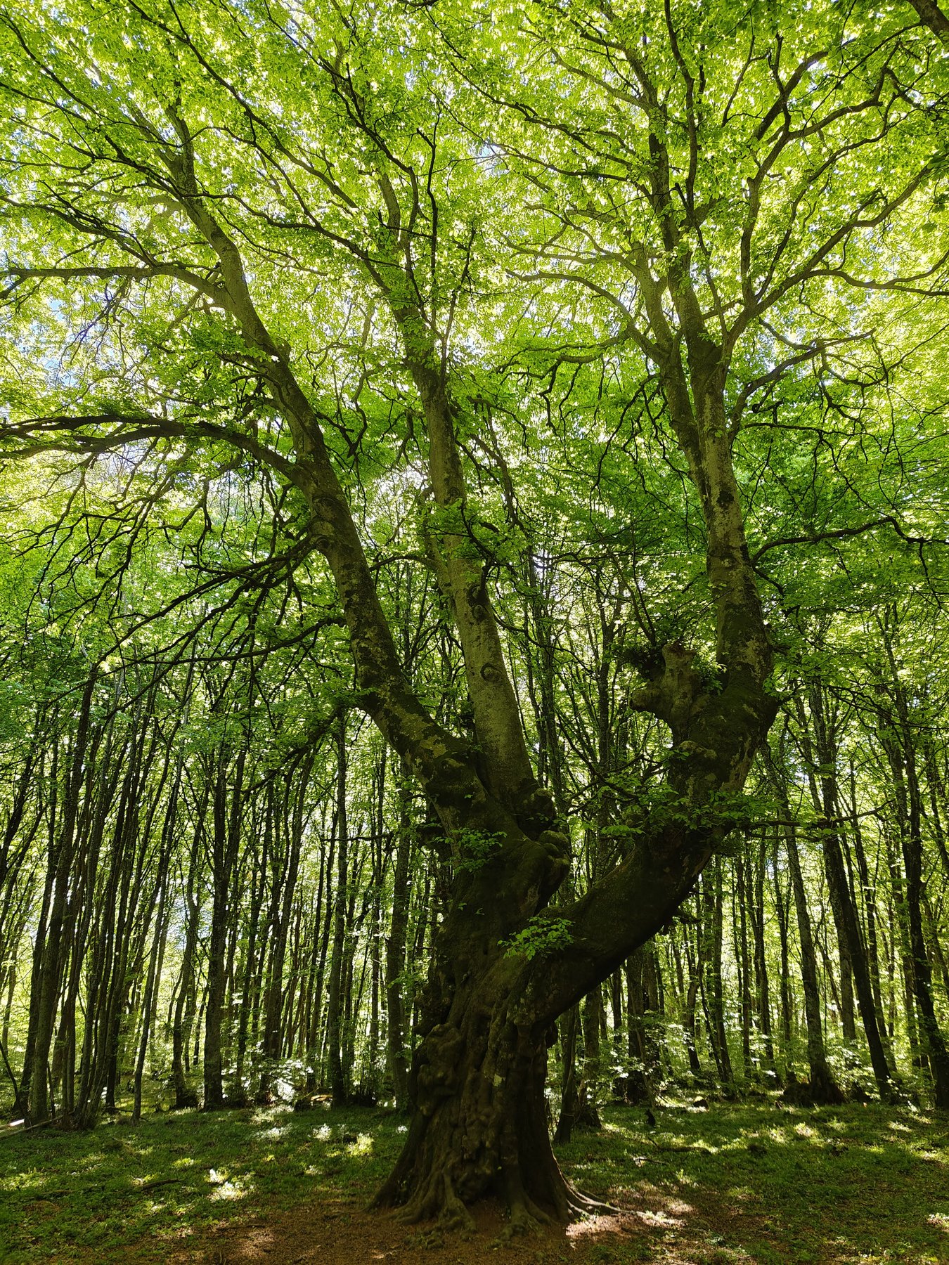 Il Faggio Secolare della Faggeta del Monte Cimino in primavera