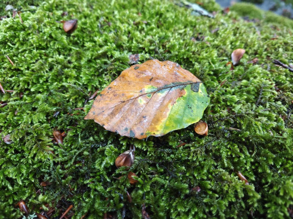 Foglia di faggio a metà tra il verde e il color rame, posata sul muschio