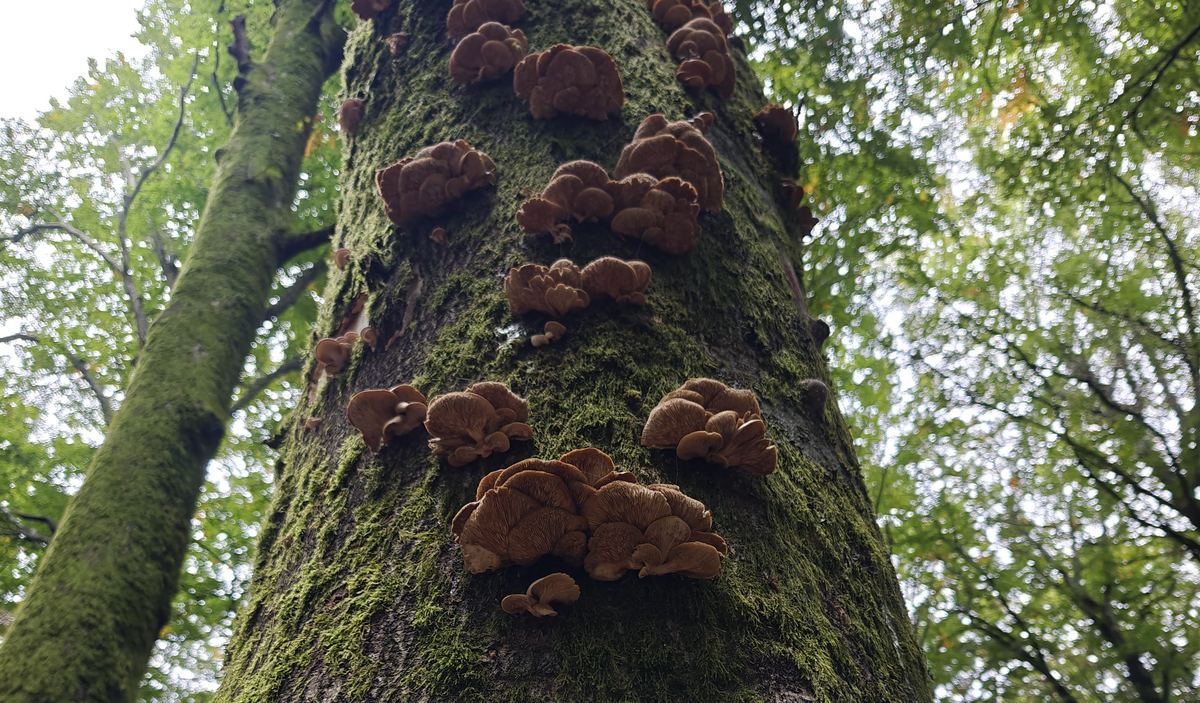 Funghi a mensola che crescono lungo il tronco di un faggio, visti dal basso