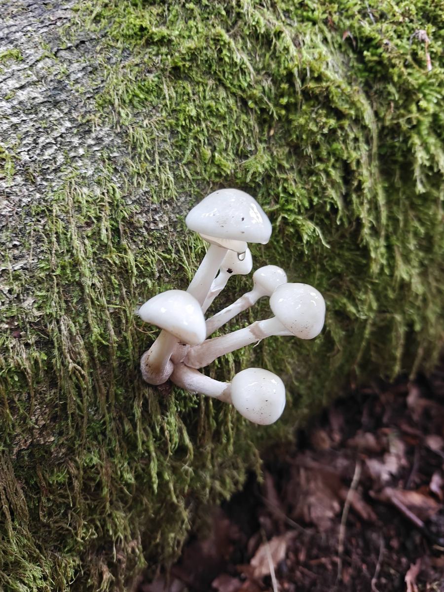 Piccoli funghi bianchi e lucidi su un tronco coperto di muschio
