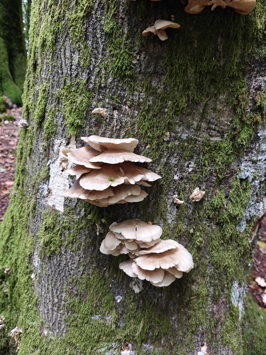 Funghi a ventaglio cresciuti sul tronco di un faggio coperto di muschio