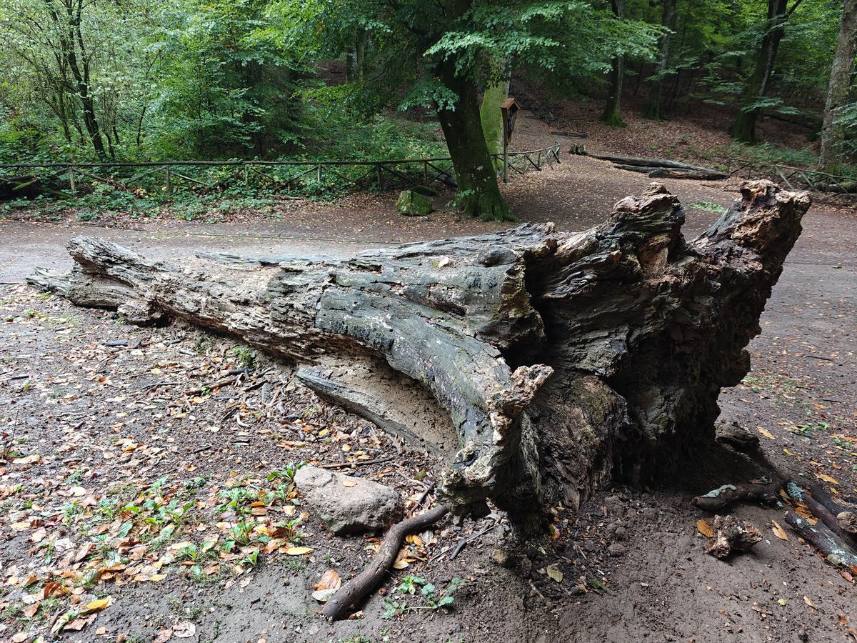 Grande tronco caduto in decomposizione, con il legno sfibrato, nella Faggeta